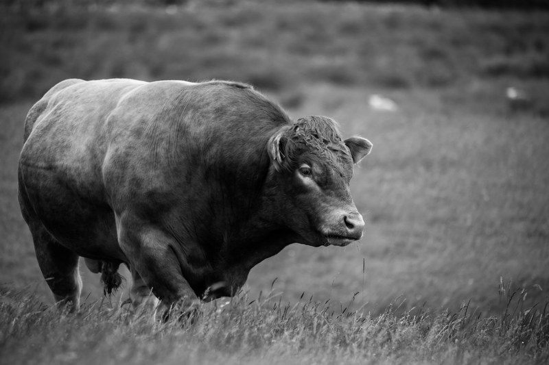 bull farm cattle agriculture farm animals farming 4k