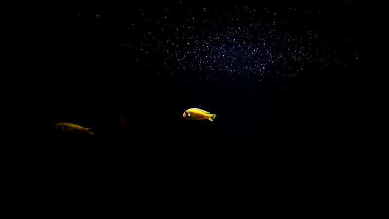 fish, underwater world, stones, 4k