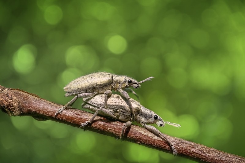 bug insect animal macro nature magnification 4k