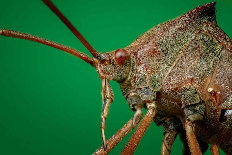 bug close up macro insect close legs small 4k