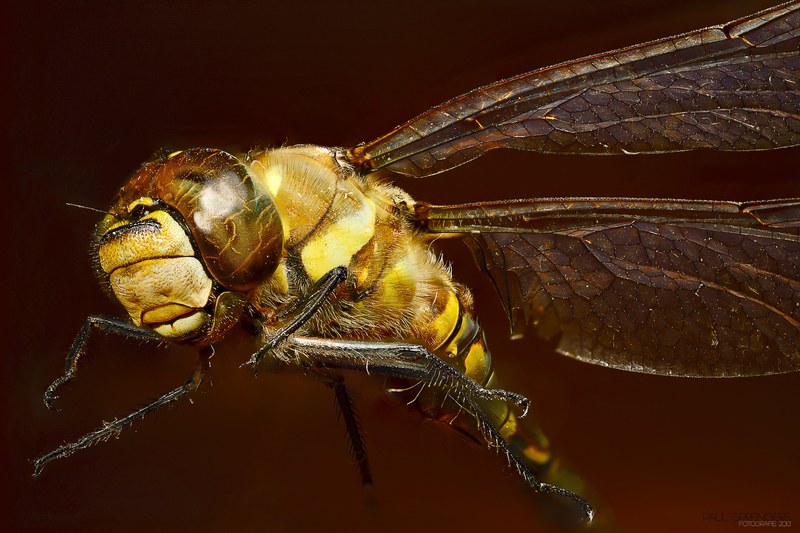 bug dragonfly macro insects emperor dragonfly 4k