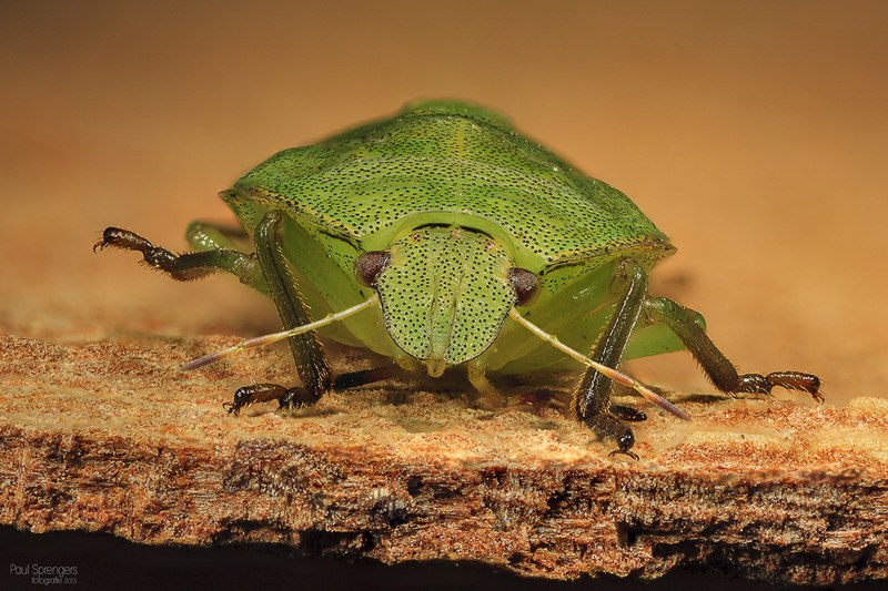 bug wants nature macro 4k