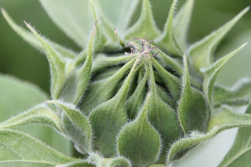 bud sun flower flower green plant crop 4k
