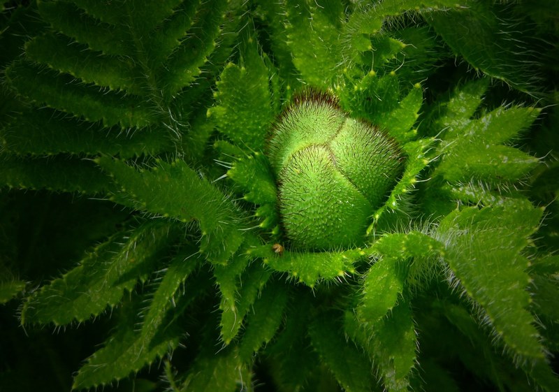 bud plant poppy ornamental plant green flora 4k