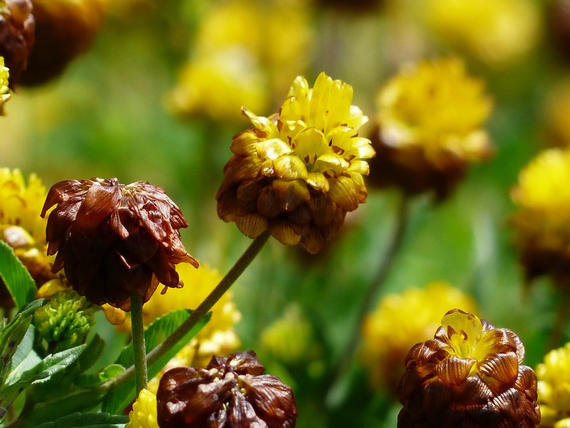 brown dress flowers yellow brown alpine brown dress 4k