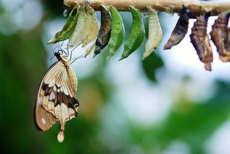 brown white butterfly butterflies colorful insect 4k