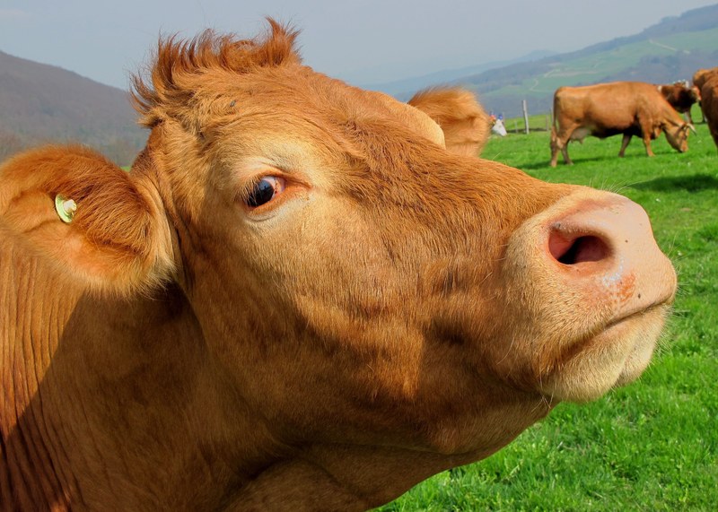 brown cow mammal animal head meadow countryside 4k