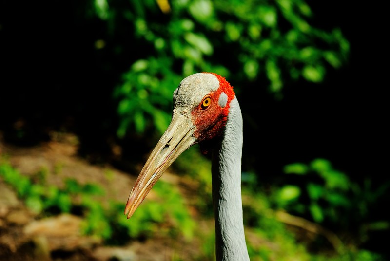 brolga beak tall feathers crane australian 4k