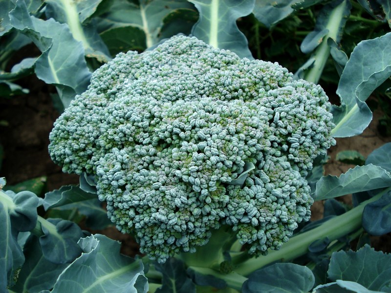 broccoli plant green food organic natural 4k