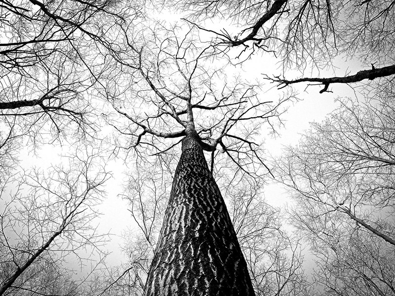 branches tree twigs bark high tall trees trunk 4k