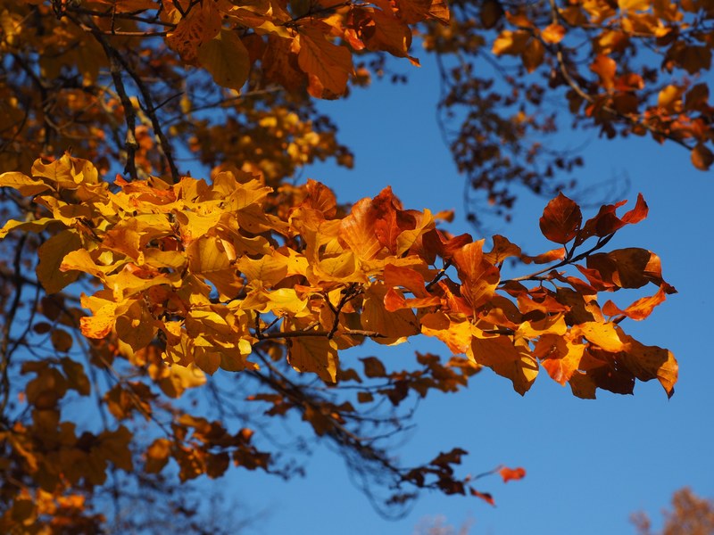branch leaves beech fall foliage golden fall color 4k