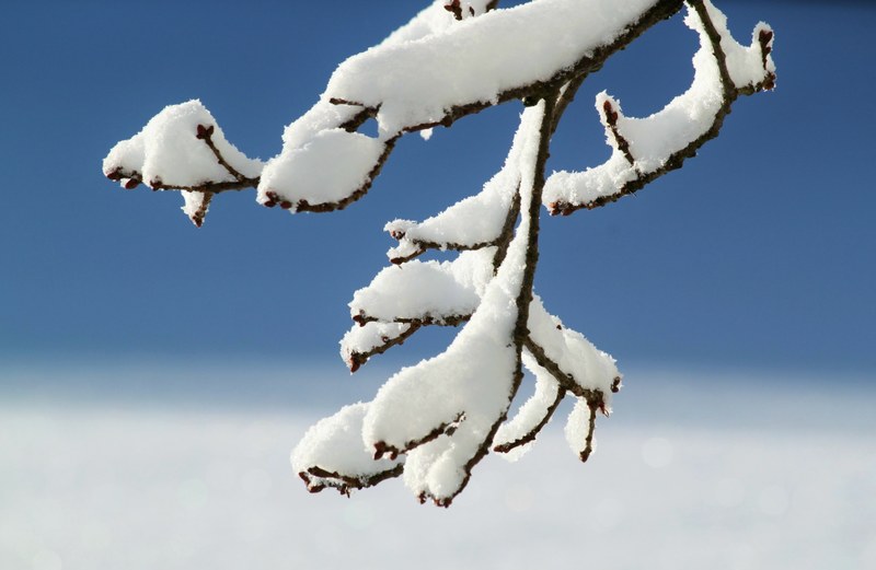 branch winter snow winter magic snow magic white 4k