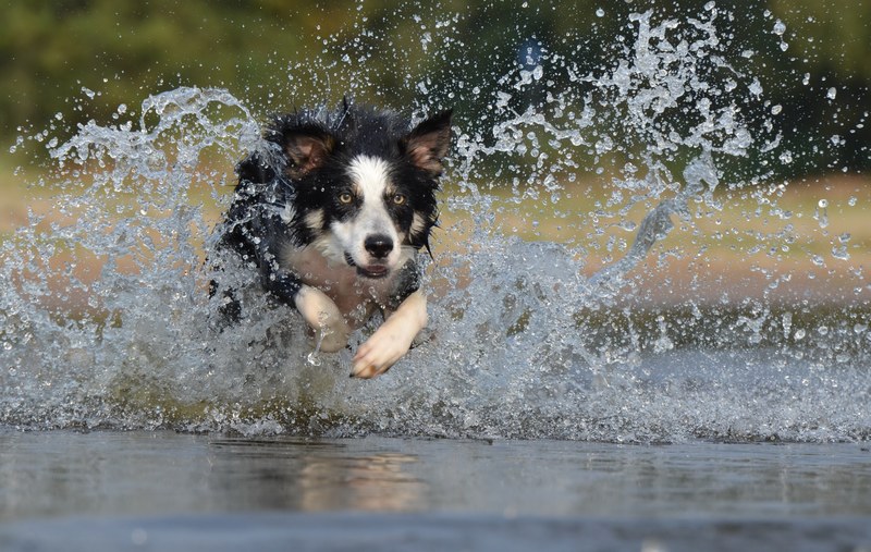 border collie jump water british sheepdog summer 4k