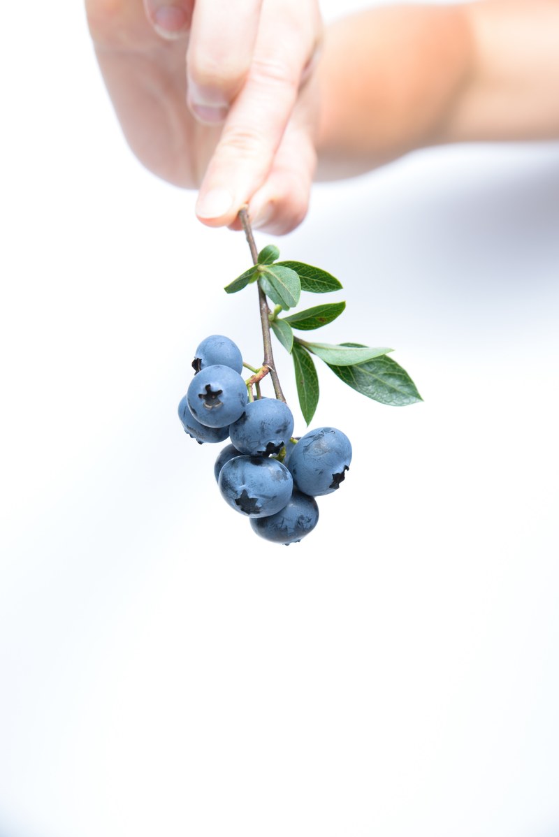 blueberry fruit blue 4k