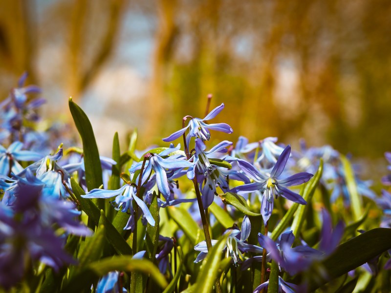 bluebell flowers blue butterfly orchid 4k