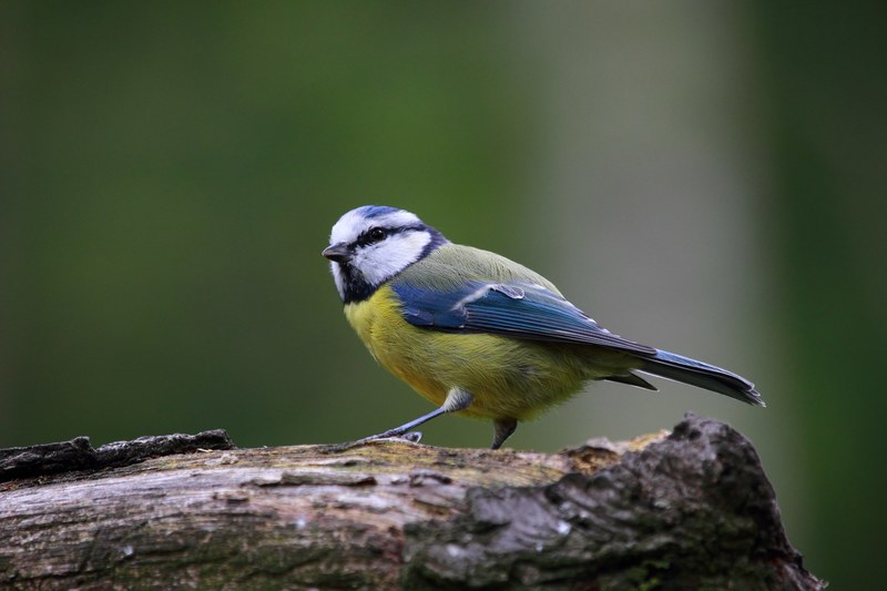 blue tit bird cute nature cute animals wildlife 4k