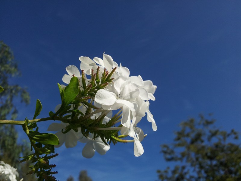 blue sky floral plant natural blossom bloom petal 4k