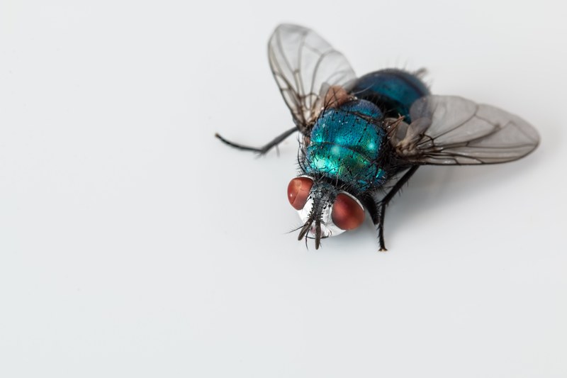 blowfly blue bottle fly insect pest bug ugly 4k