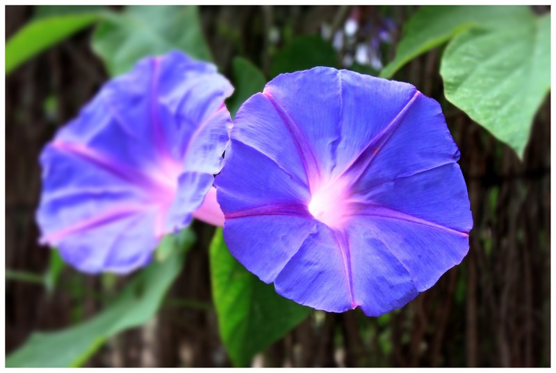 blossom bloom flower purple plant purple flower 4k