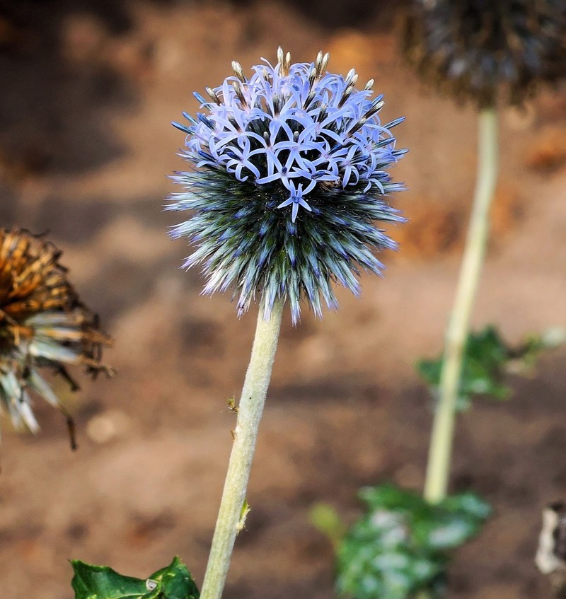 blossom bloom thistle garden thistle plant summer 4k