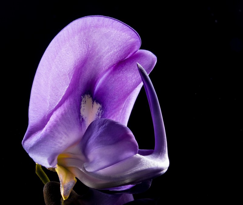blossom bloom flower wild flower violet purple 4k