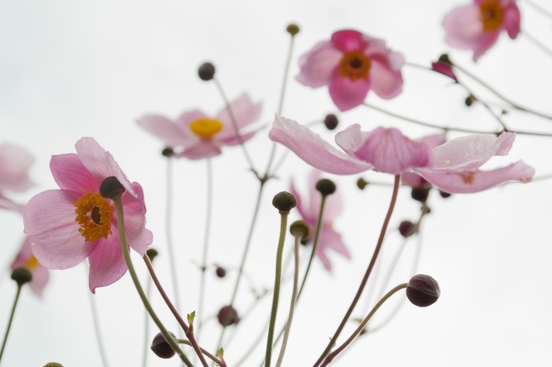 blossom bloom pink flower fall anemone 4k