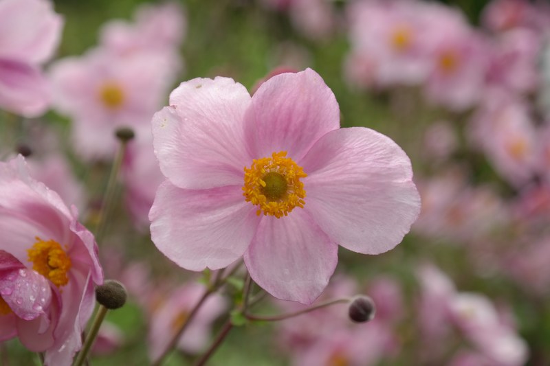 blossom bloom pink flower fall anemone 4k