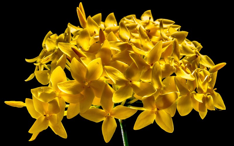 blossom bloom flower yellow close 4k