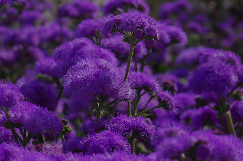 blossom bloom flower blue violet plant bloom 4k