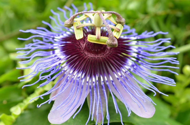 blossom bloom passion flower bloom flower plant 4k