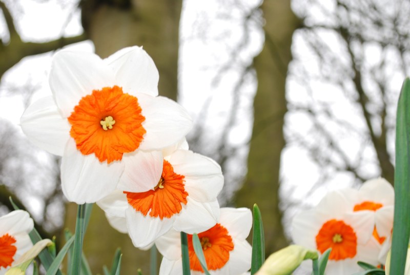 bloom flower garden spring narcissus daffodil 4k