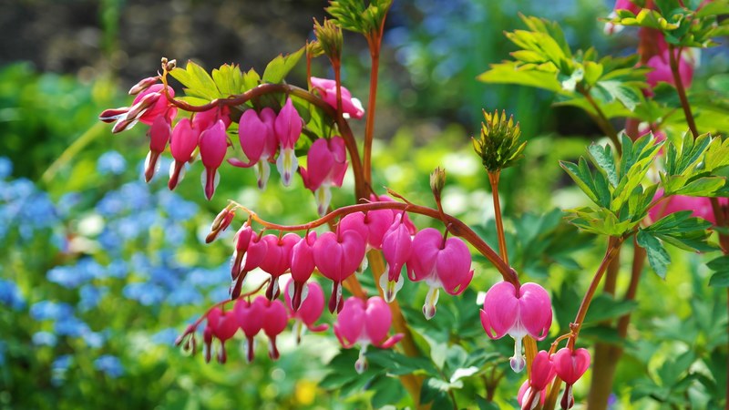 bleeding heart flowers pink ornamental plant bloom 4k