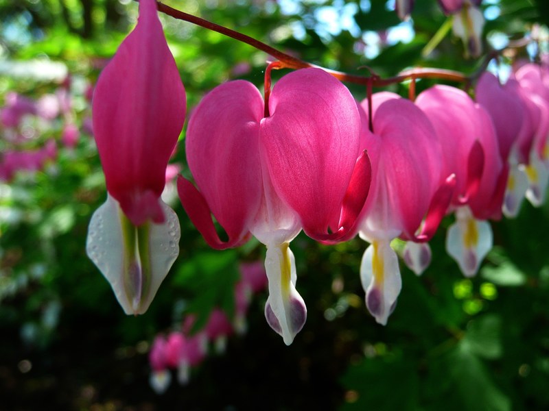 bleeding hearts flowers cluster red shape heart 4k