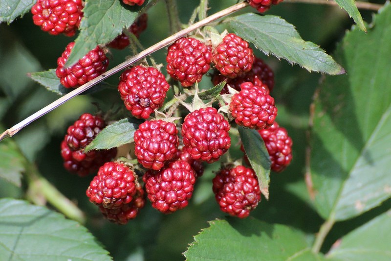 blackberries rubus sectio rubus fruits berries 4k