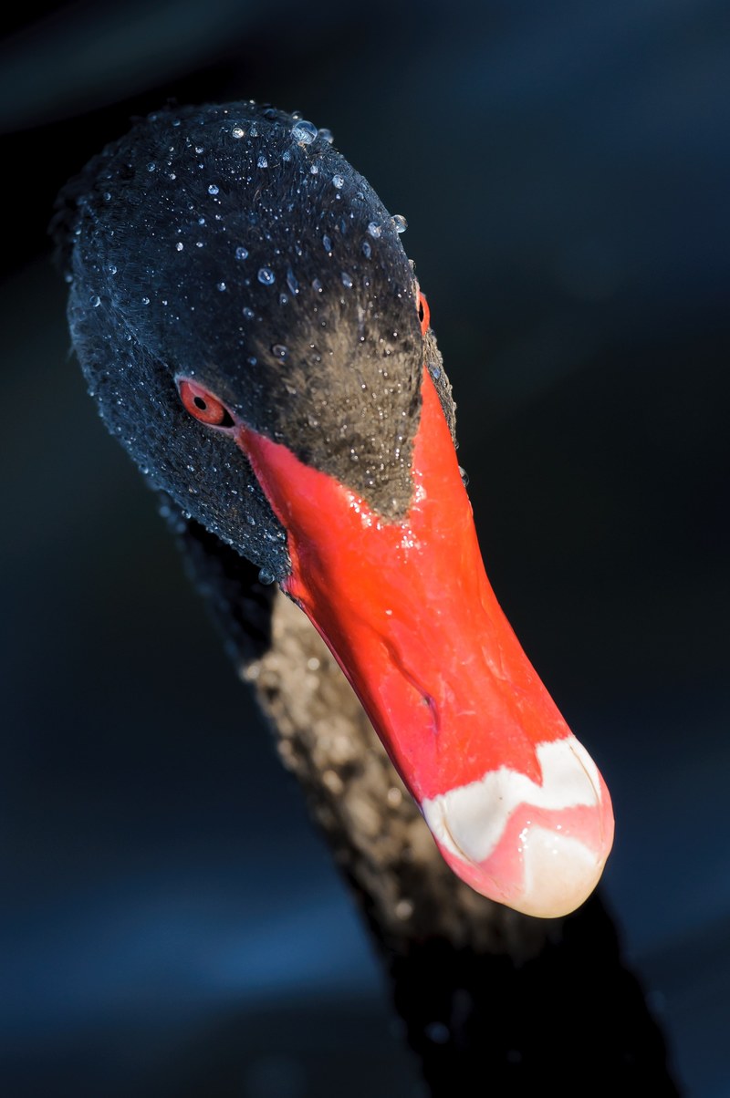black swan red beak red eyes portrait black red 4k