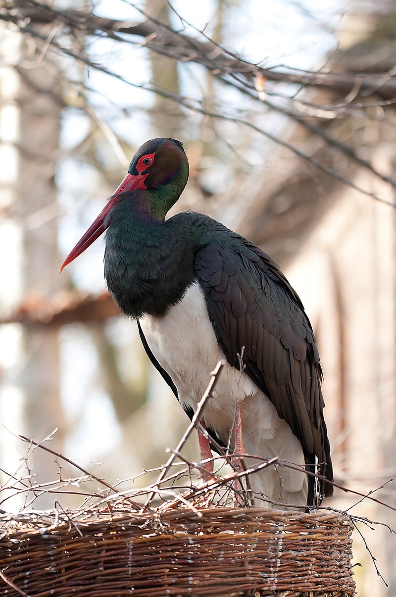 black stork birds nest 4k