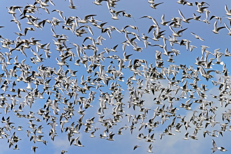 black headed gulls swarm flock of birds 4k