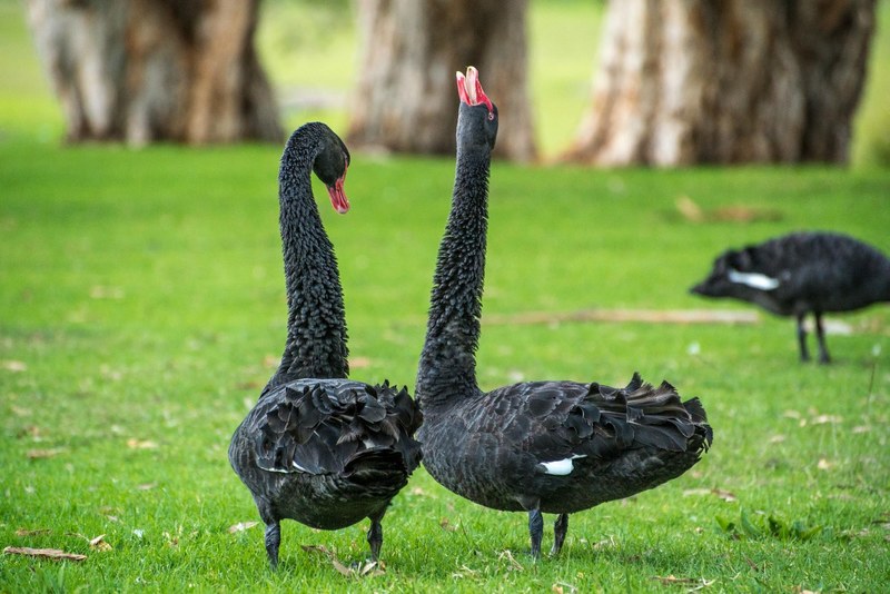 black swan swan goose bird dance couple pair 4k
