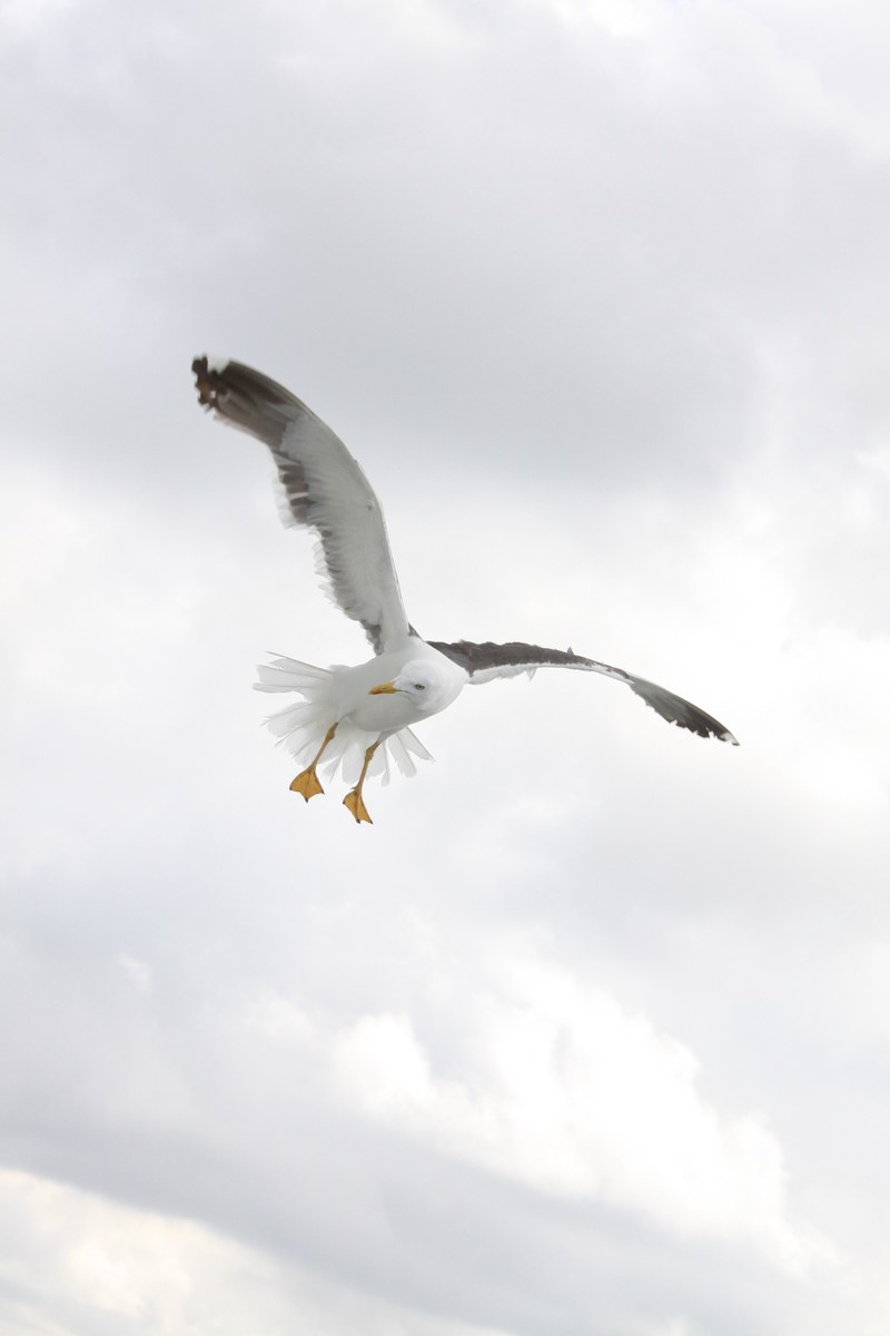 birds wings seagulls bird fly nature 4k