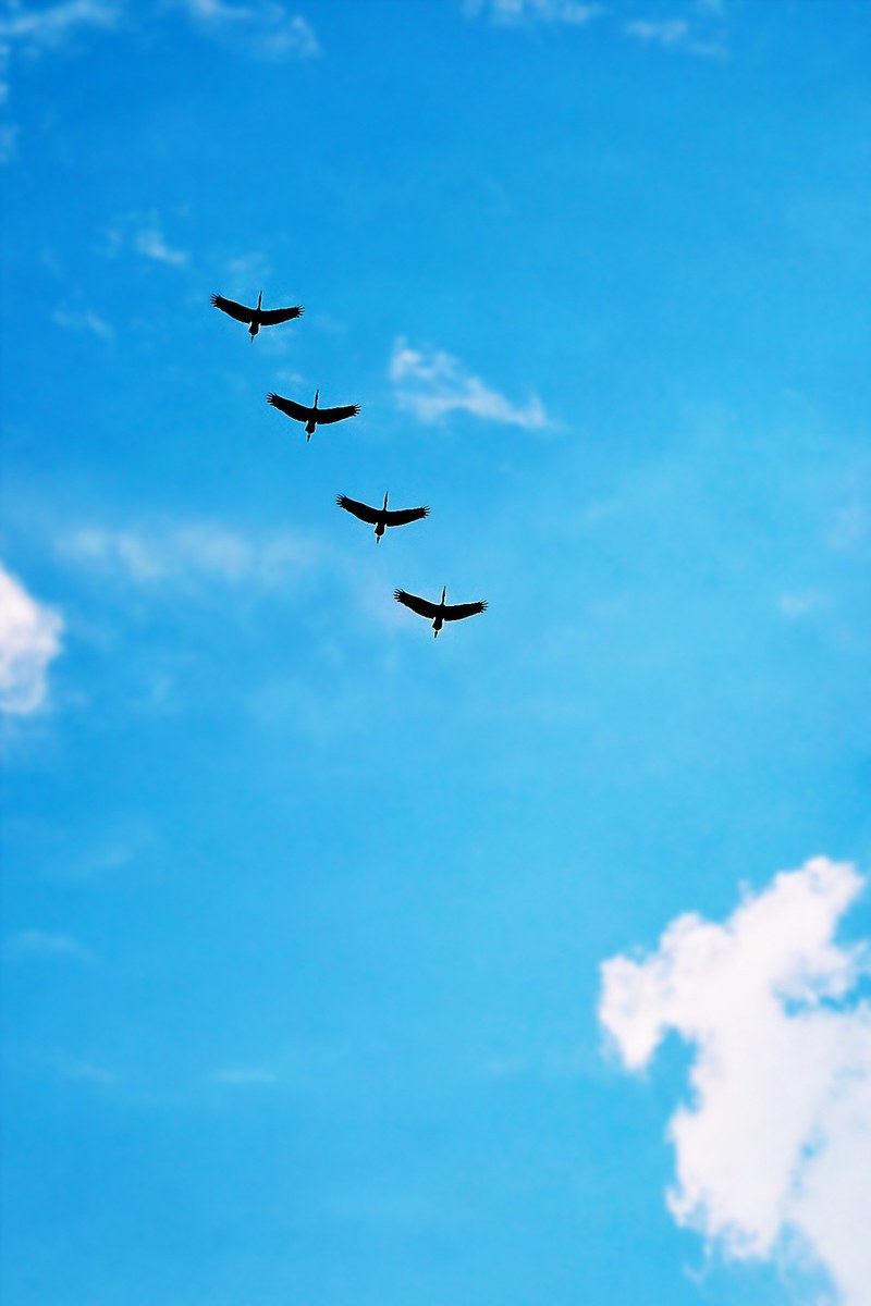 birds high fly flying migrating wildlife 4k