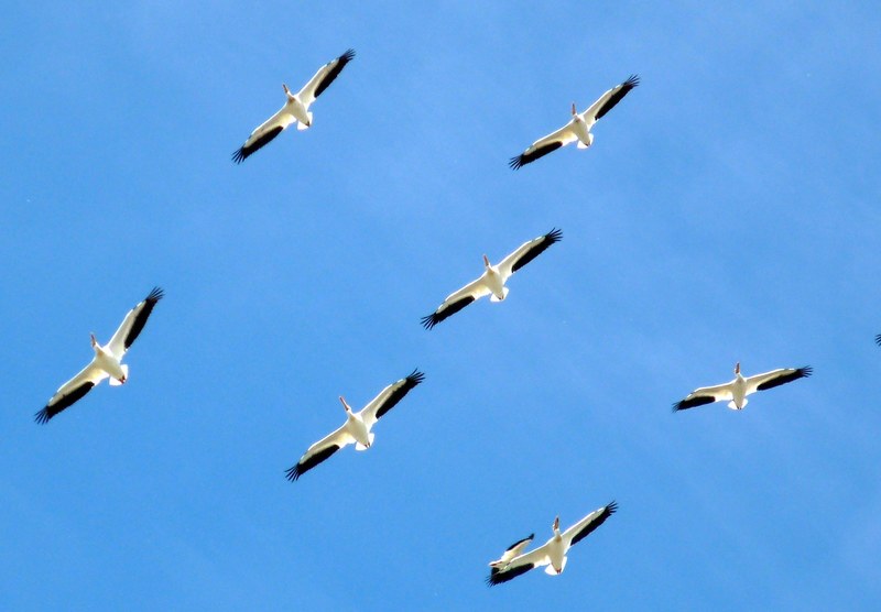 birds animals pelicans family flight formation 4k