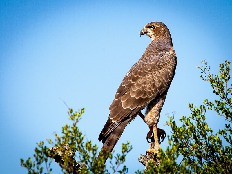 bird of prey falcon raptor bird animal 4k