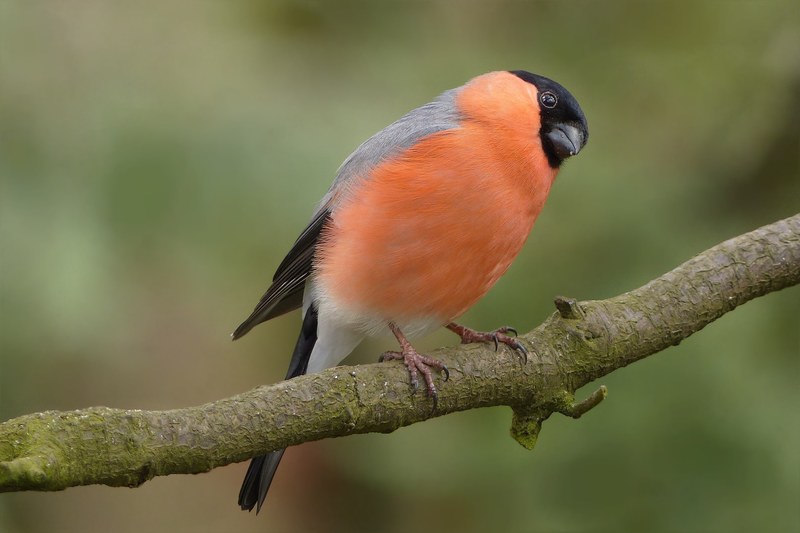 bird bullfinch males garden branch foraging close 4k