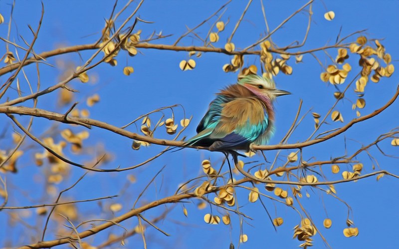 bird songbird cute close animal animal world 4k