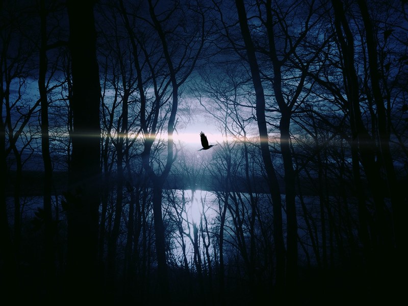 bird fly gespentisch night weird night sky lake 4k