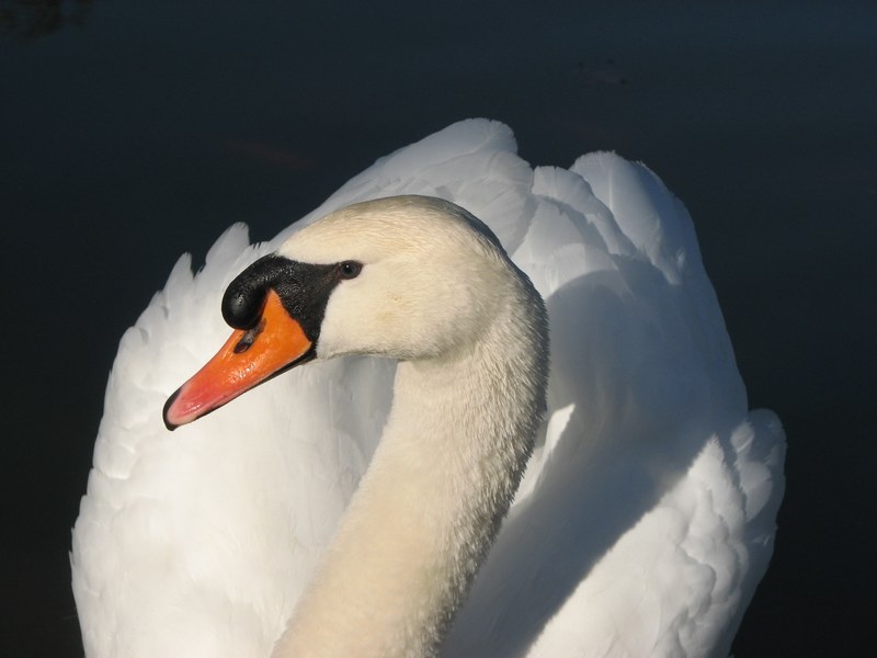 bird swan white elegant feather water bird water 4k