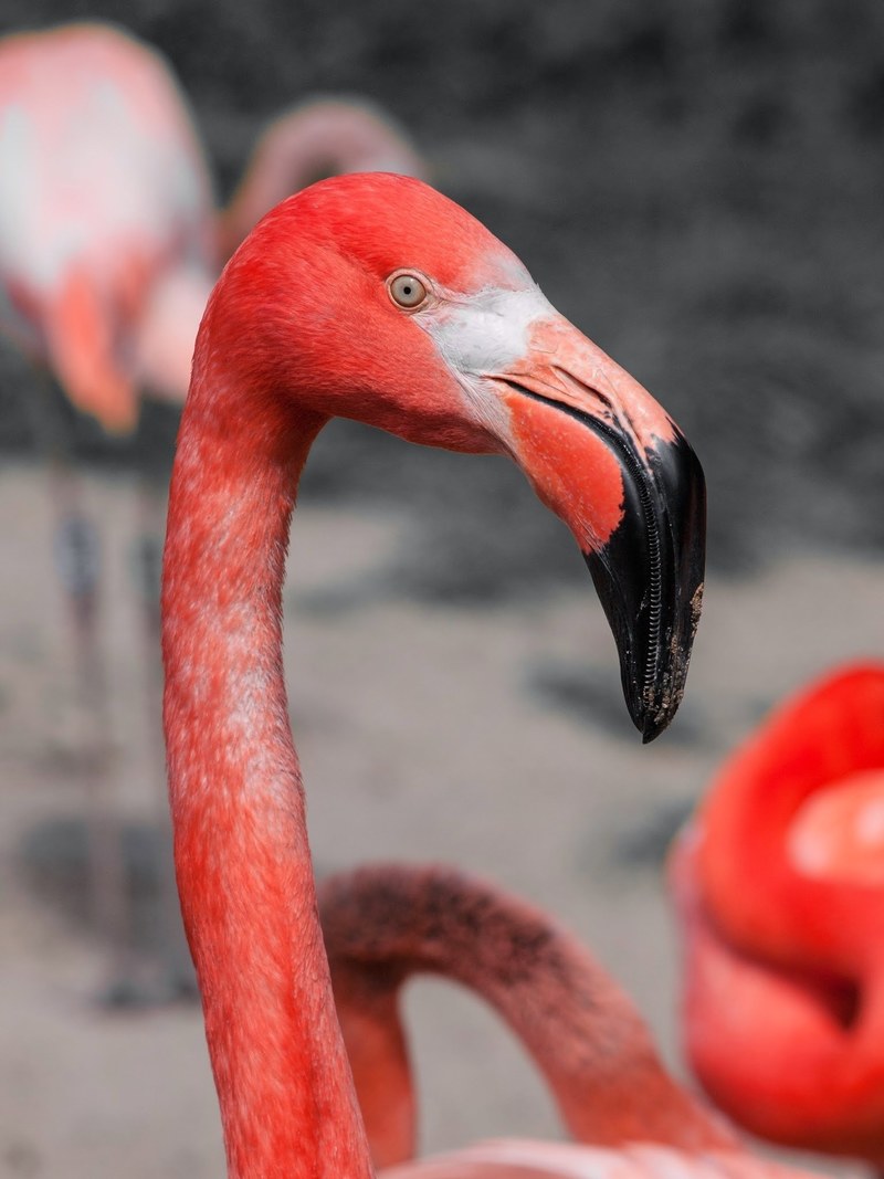 bird flamingo pink red long neck animal 4k