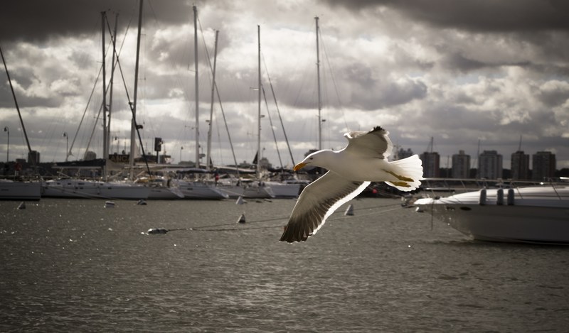 bird seagull ave beach wings sky sea cloudy 4k