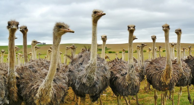 bird animal nature strauss bouquet ostrich farm 4k