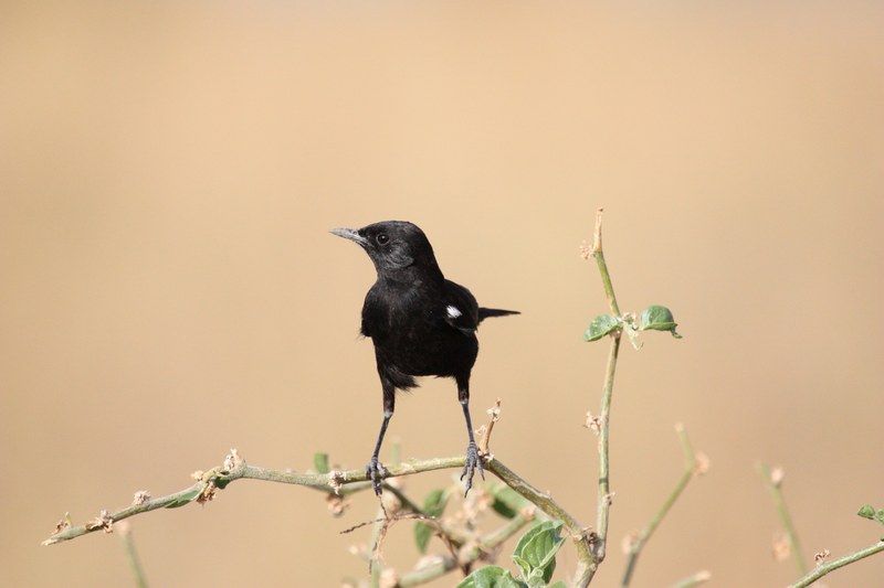 bird animal birds africa safari wild nature 4k